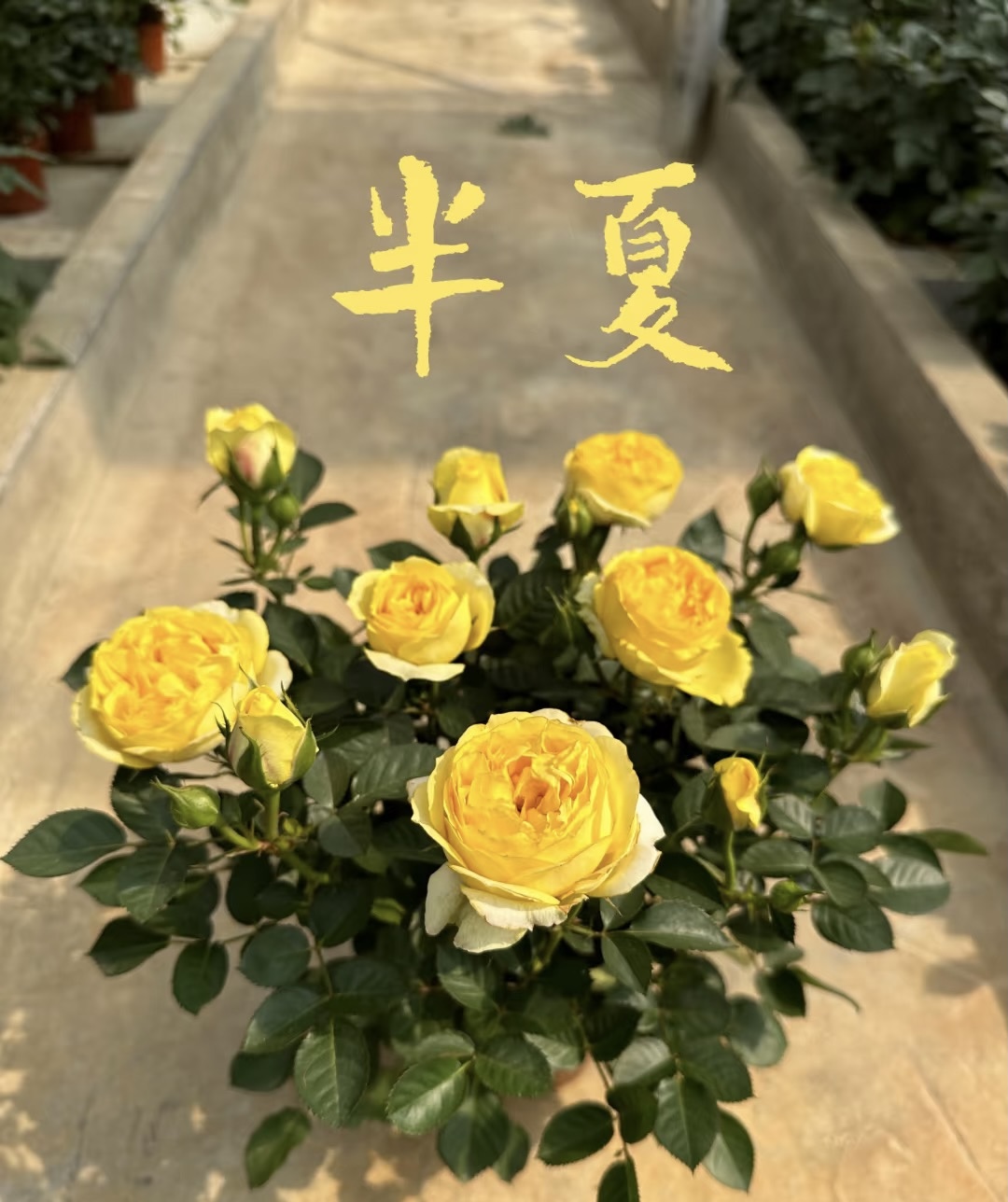 《小胖》半夏1.5加仑月季棒棒糖蔷薇主杆嫁接小白新手适养抗病性强