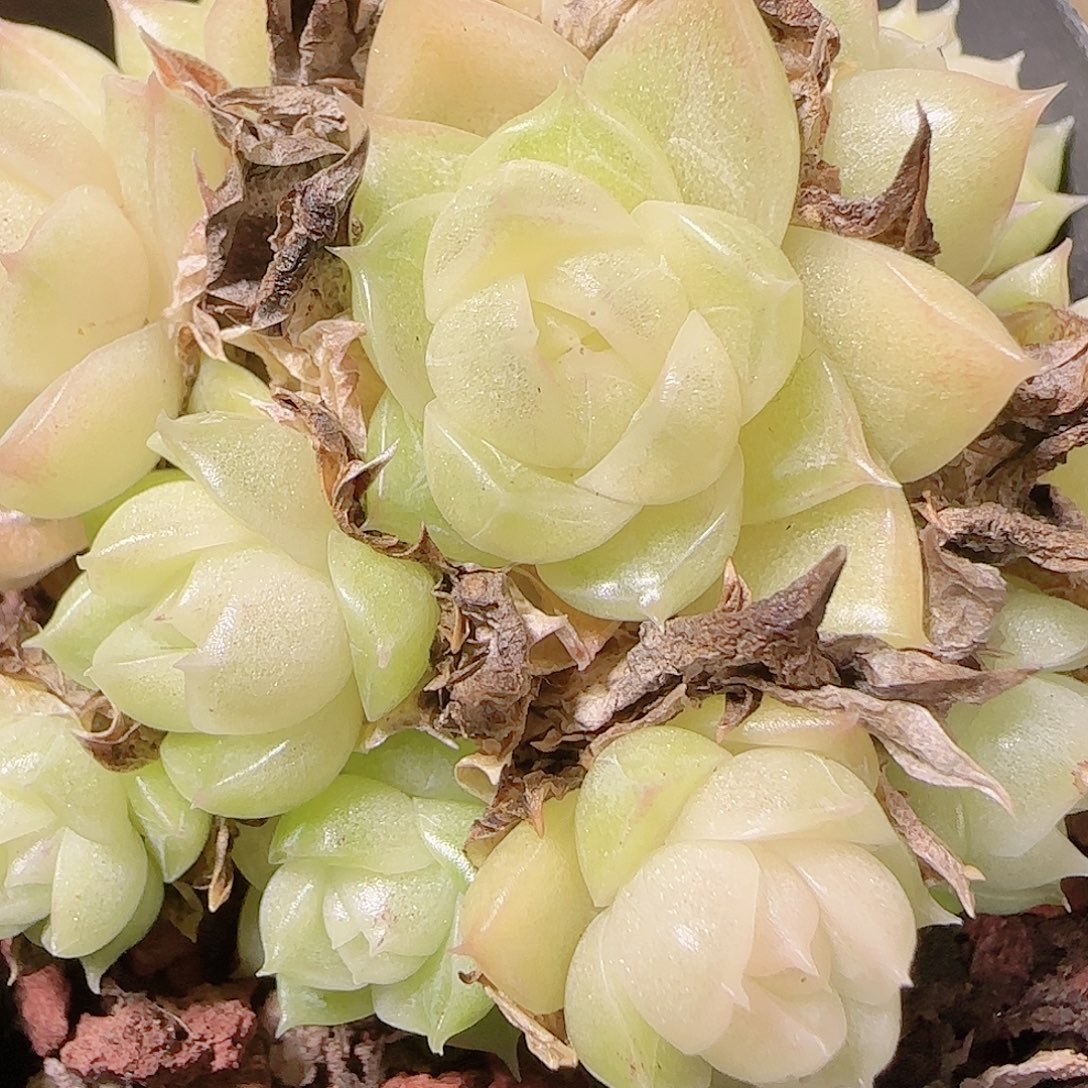 花语逸镜1126-362散