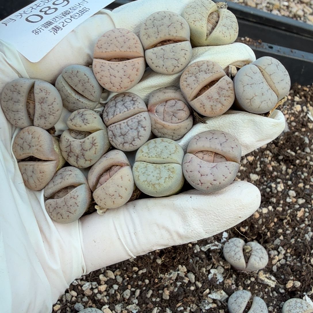 不会在有你电话吧亲089是