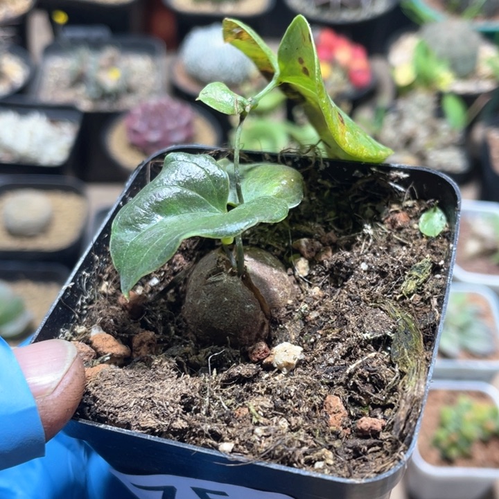 754南非龟甲龙块根