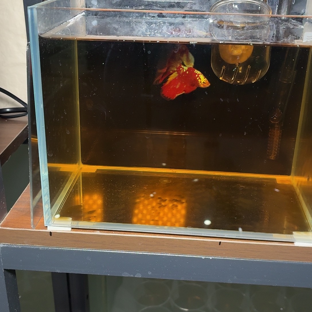 斗鱼彩金半月公鱼