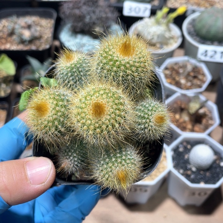 380实生金丝猴多头