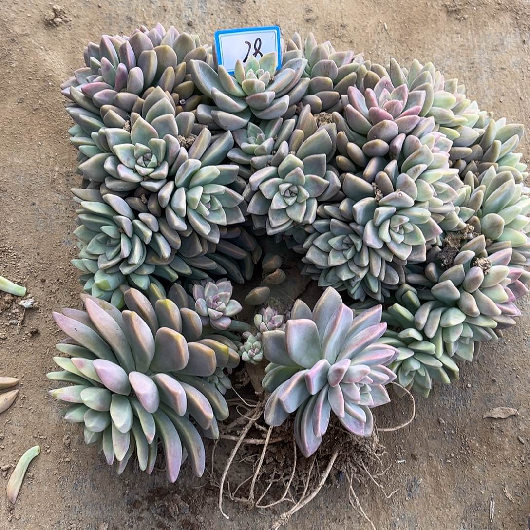 H***228号淡雪缀化一物一拍