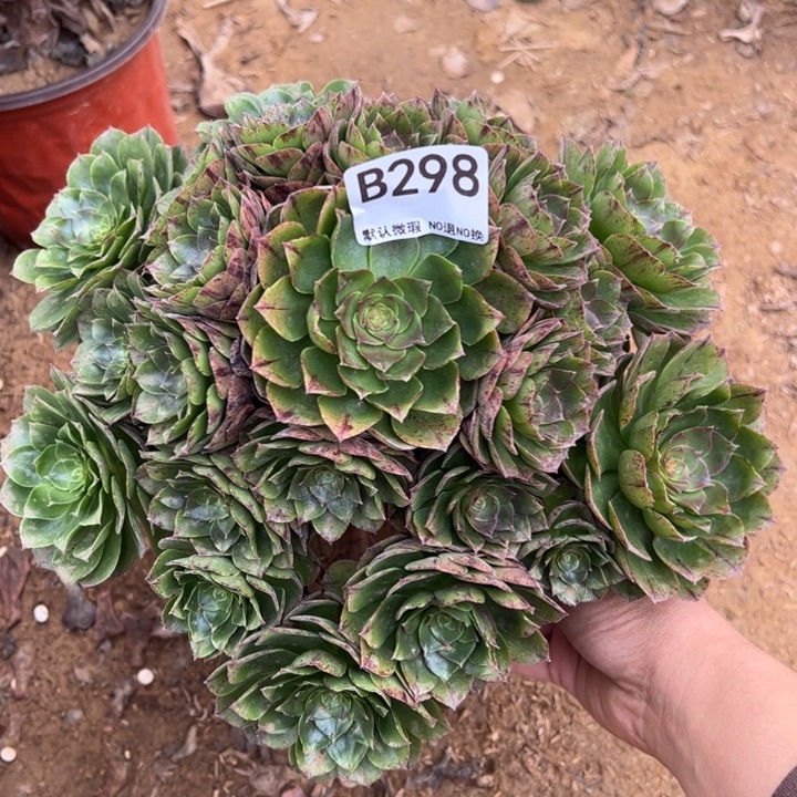 万拉丝多肉植物298.