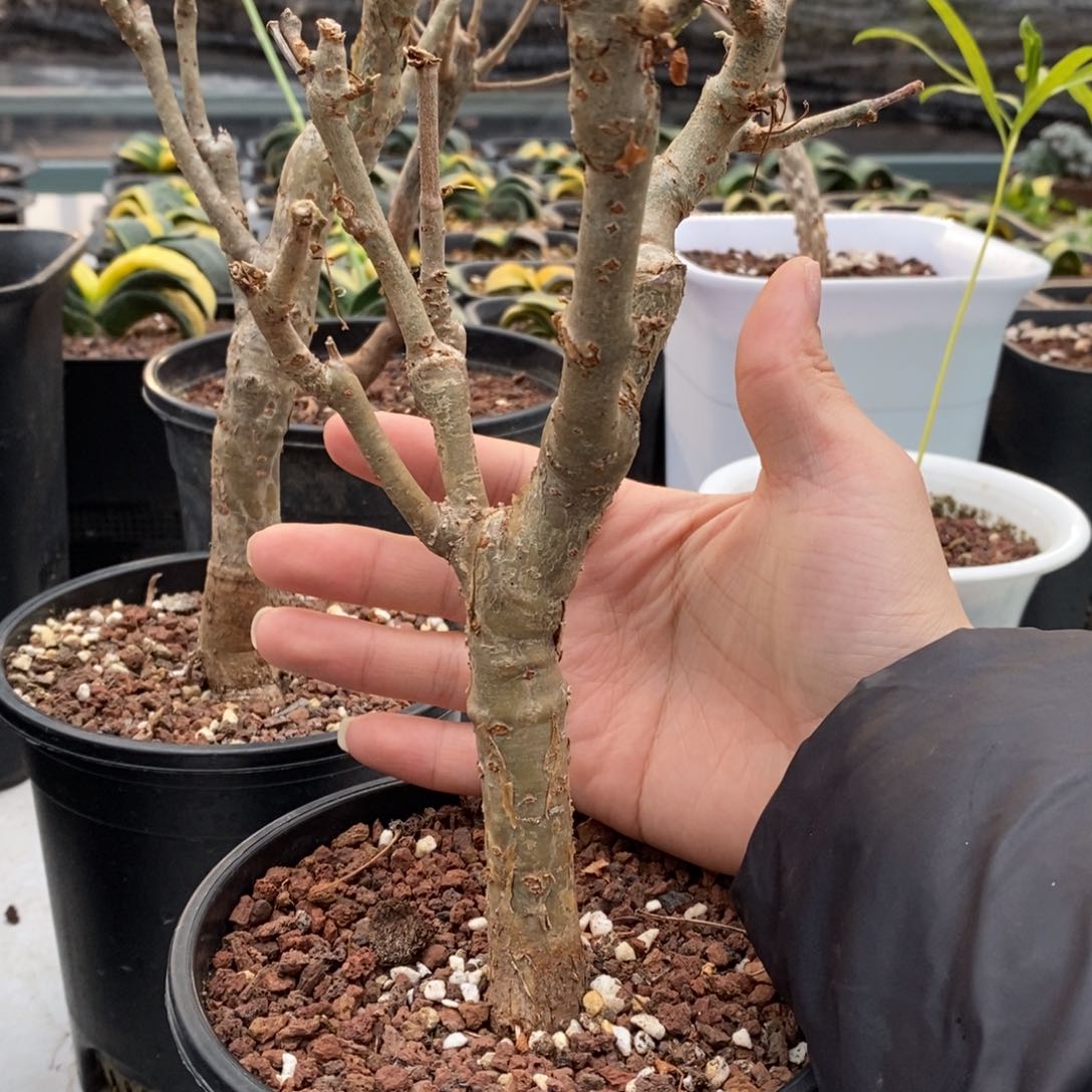 麻氏没药实生带盆