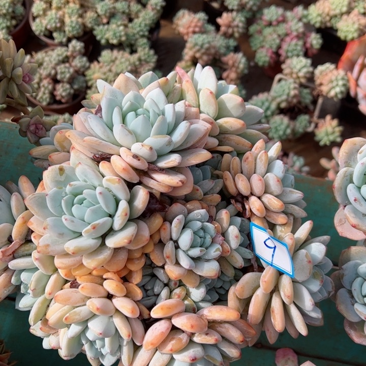 9冷香平平安安健健康康