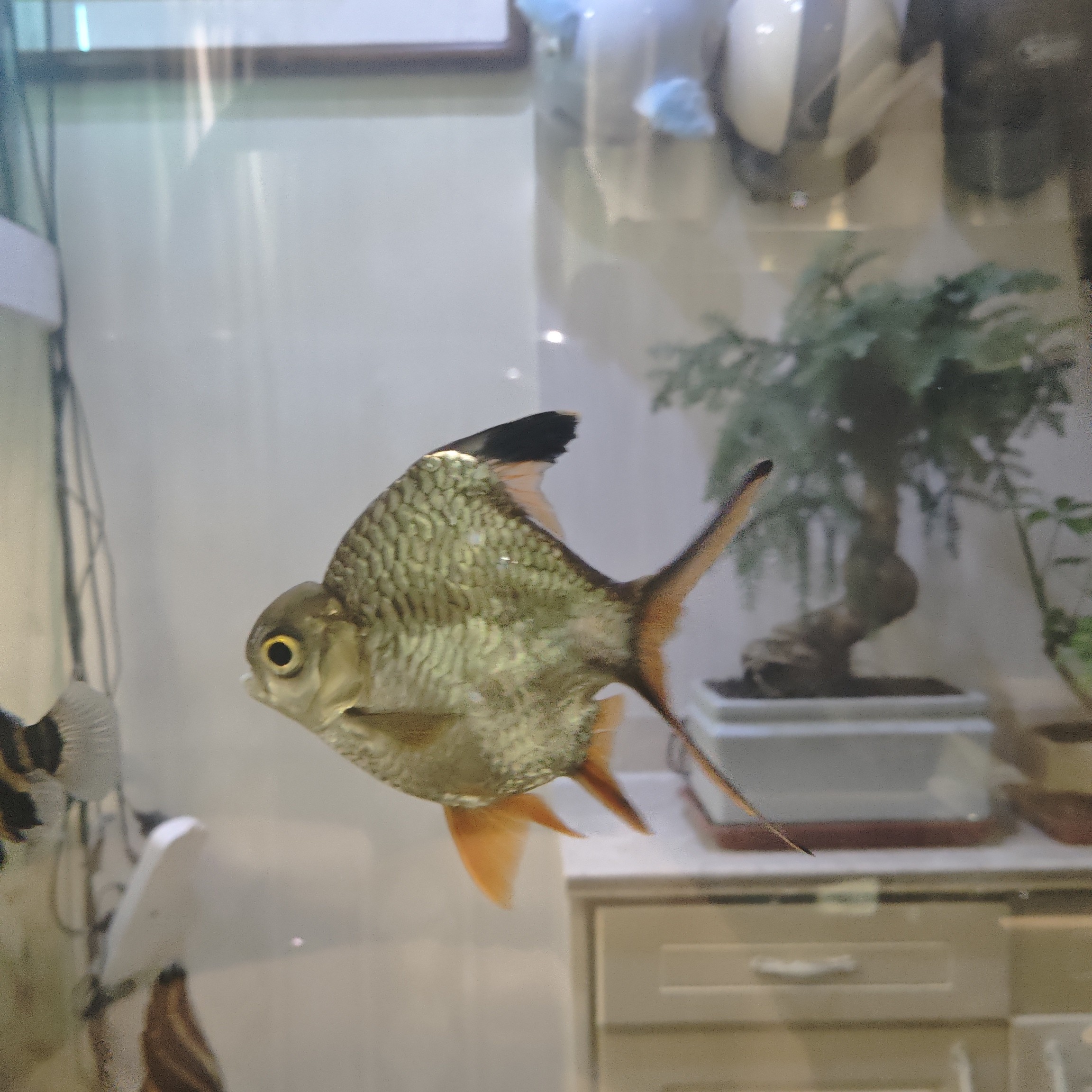 0号柠檬鲫，20公分左右，高货