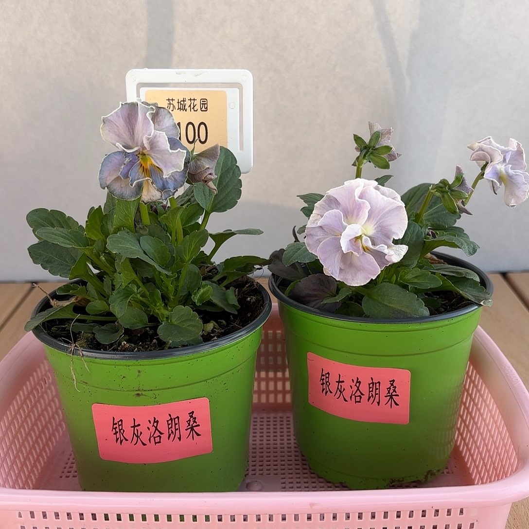 大部分开放少量花苞100