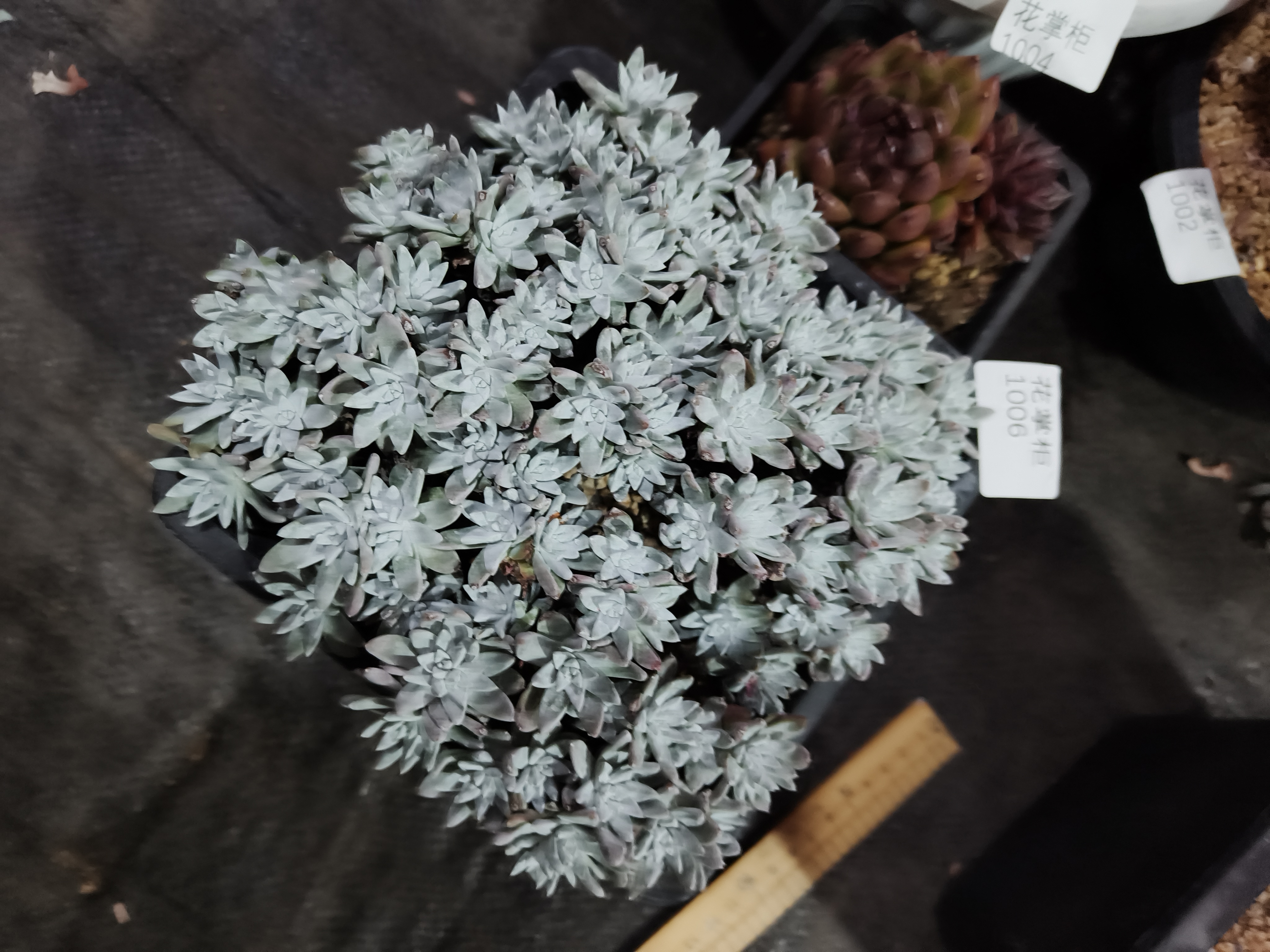 1006花掌柜精品杂交多肉