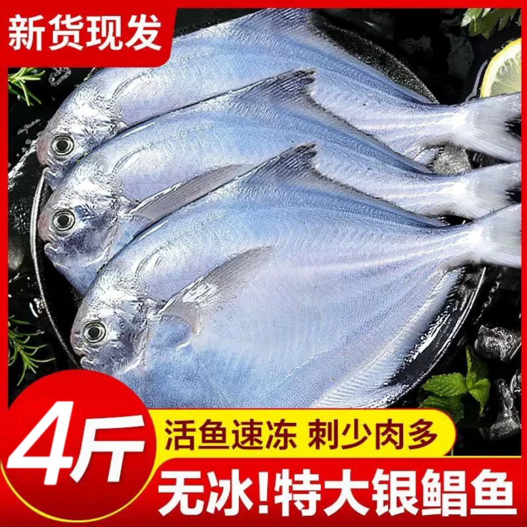 【顺丰包邮】特大号银鲳鱼海鲜买三斤送一斤东海新鲜银鲳鱼平鱼海捕白鲳鱼鲜活速冻