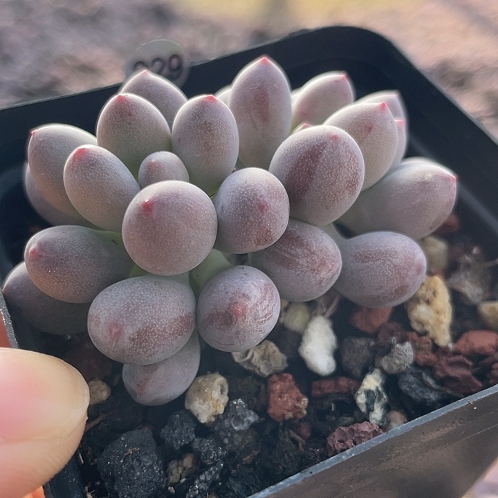 仙子奶酪多肉植物
