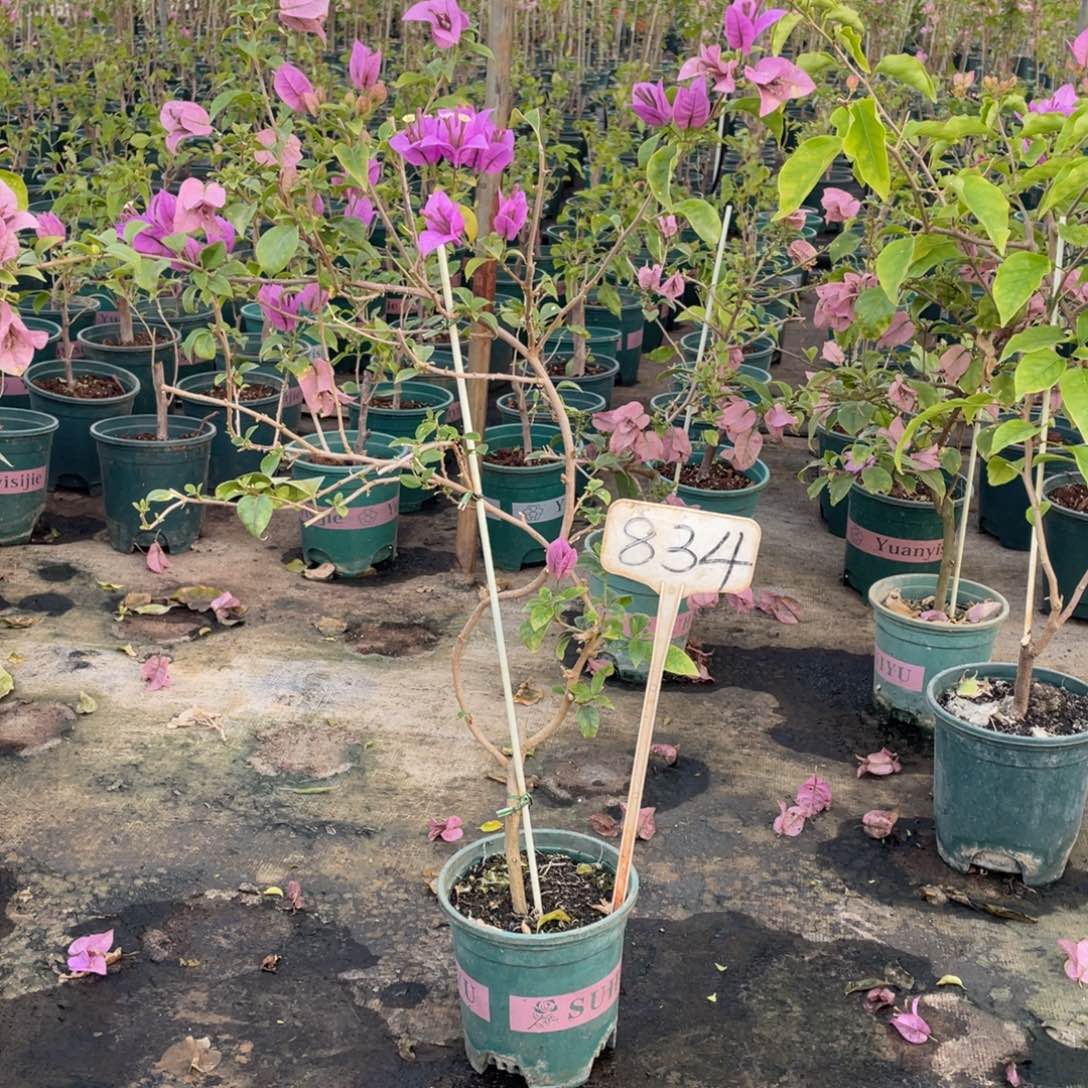 墨***轩全部花朵巴西紫834