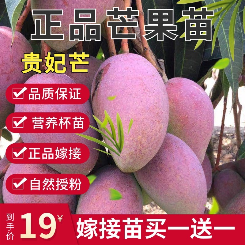 嫁接芒果苗四季金煌贵妃精选芒果苗品种纯正南北皆可种速来抢购