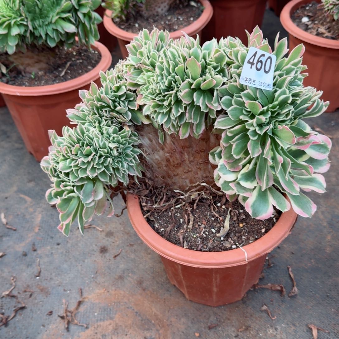 460白凤缀化多肉植物满28包邮