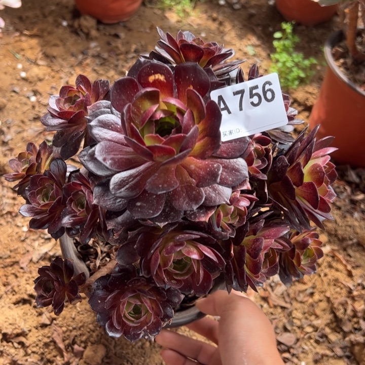 赤炎链断枝多肉植物756