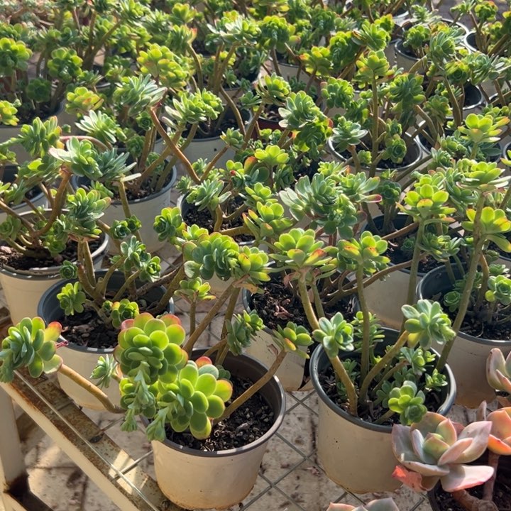 新疆包邮 薄化妆