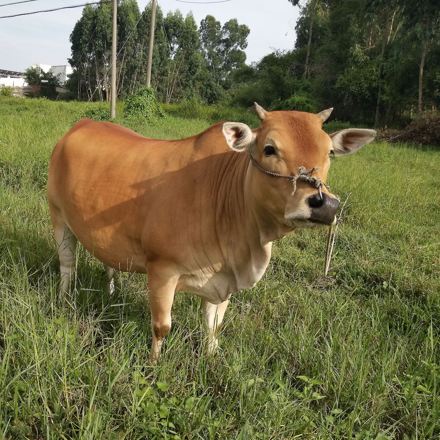 （称重改价）贵州散养新鲜土黄牛肉