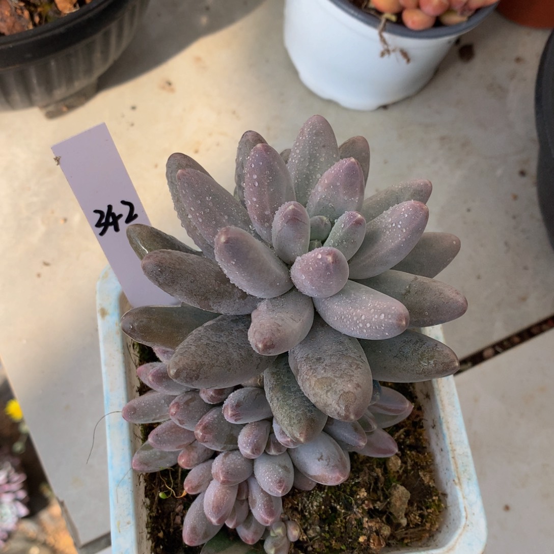 乌拉奶uwuuwuwuwwuwuwu