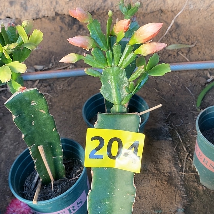 无花朵铲*043/204号新疆不包邮