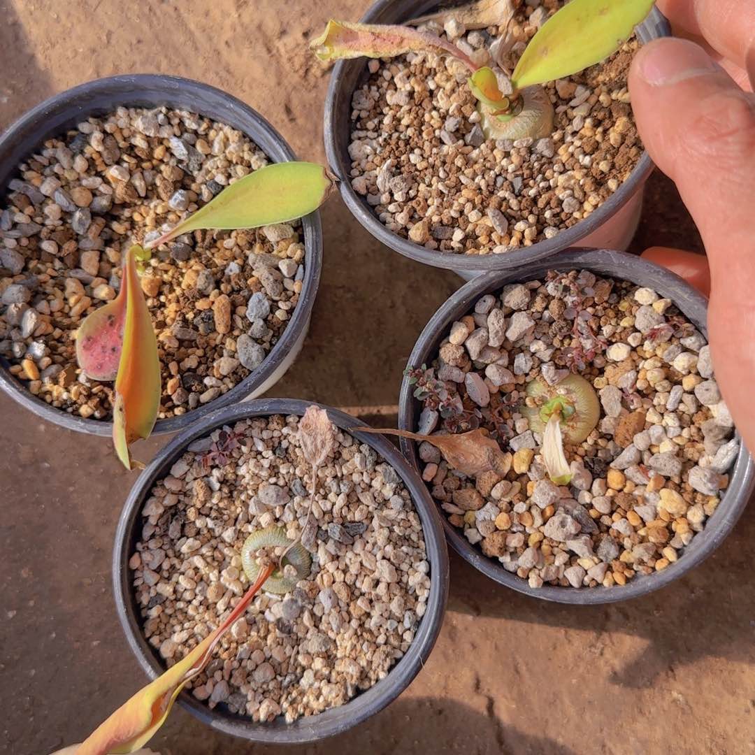 K***g块根植物块根植物