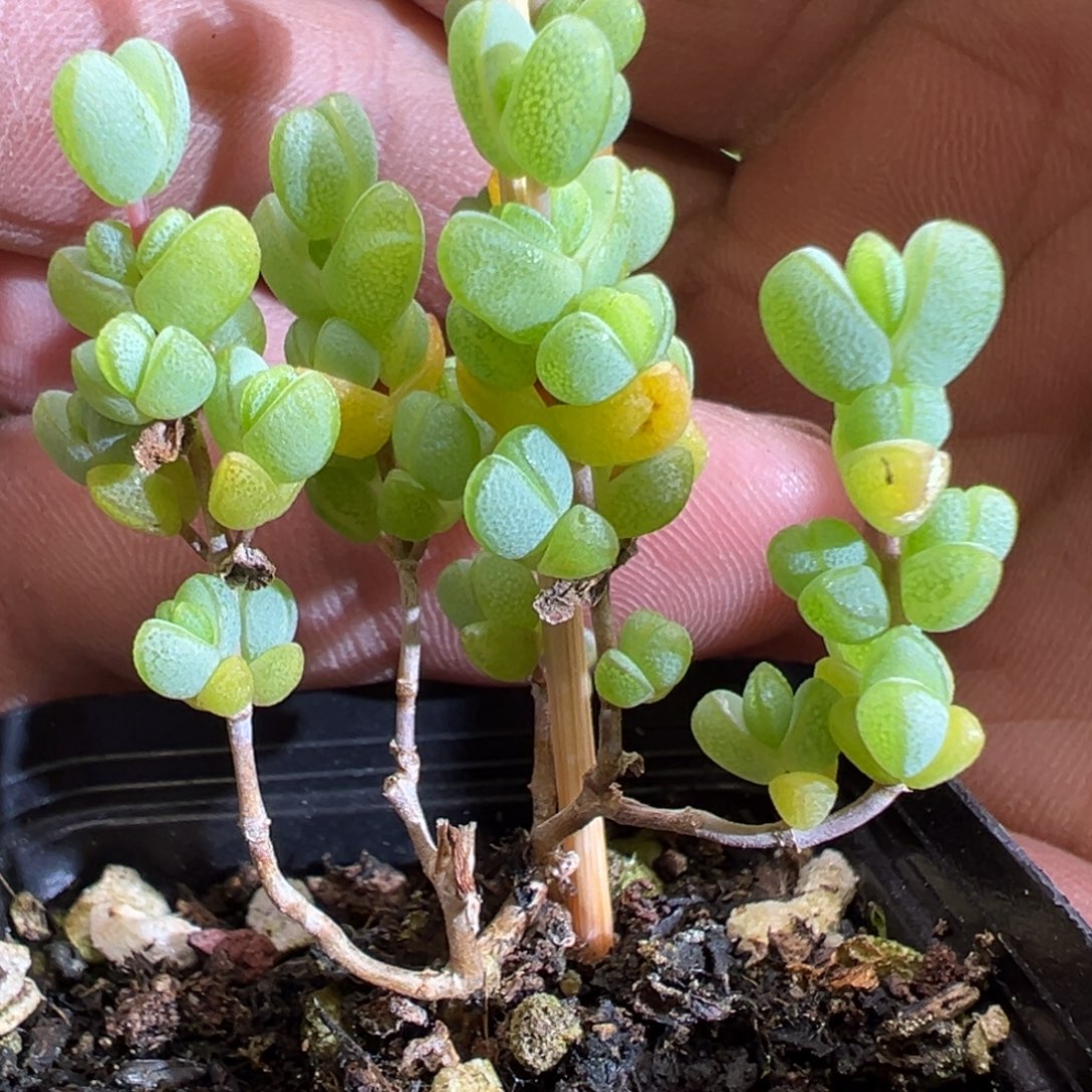 元宝55杯老桩福利