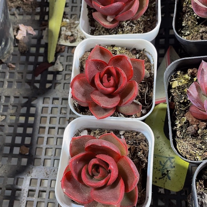 红灯3.8带盆土发货