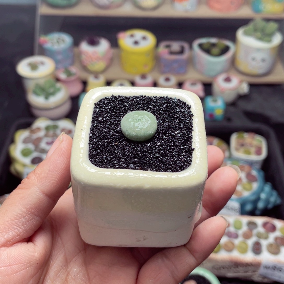 w8660 带盆土发货-零下地区拍保温箱