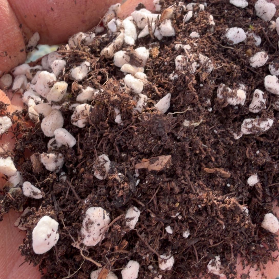 带珍珠岩泥炭土10l量拍发货