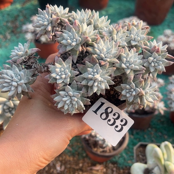 833号白菊多肉植物有干吧疤