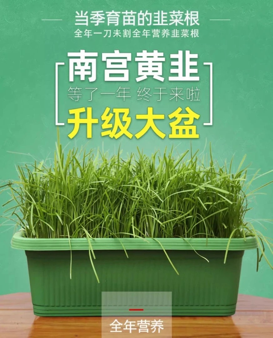 【正宗南宫黄韭盆景】头茬水培韭菜根盆栽3号