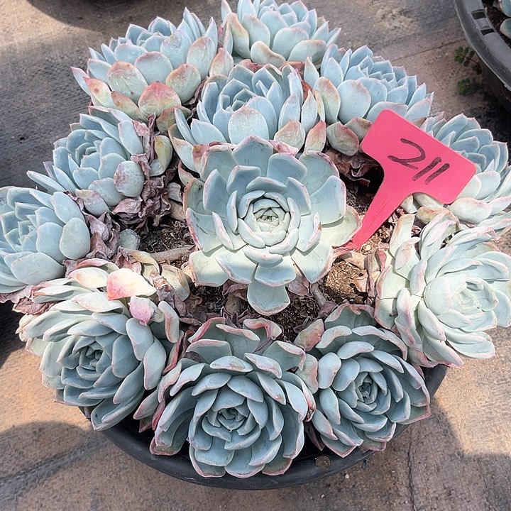 七***狗晨语多肉，一物一拍211