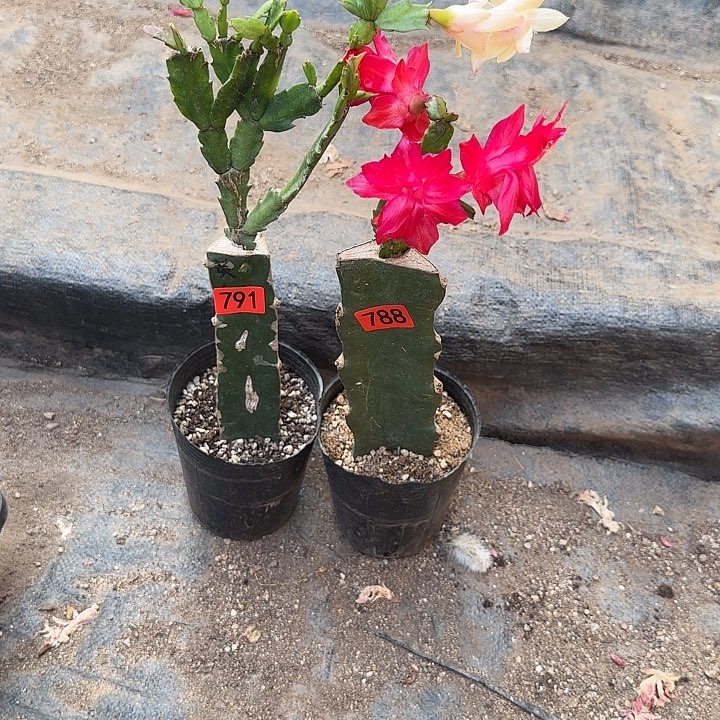 791+788嫁接蟹爪兰：红+黄（柱子有痕）