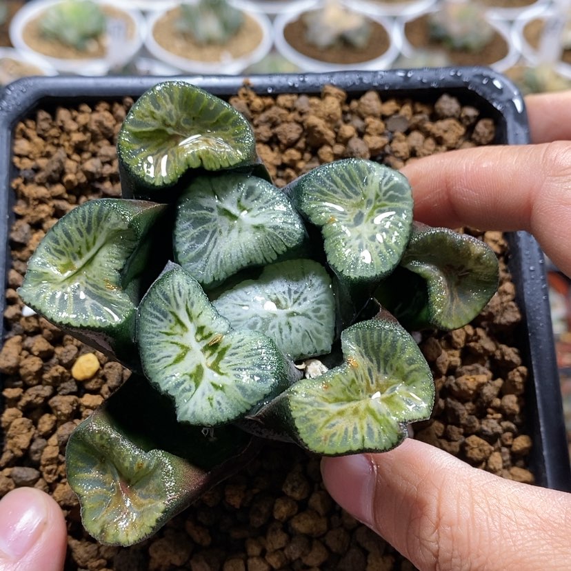 【闪购商品】202翡翠龙