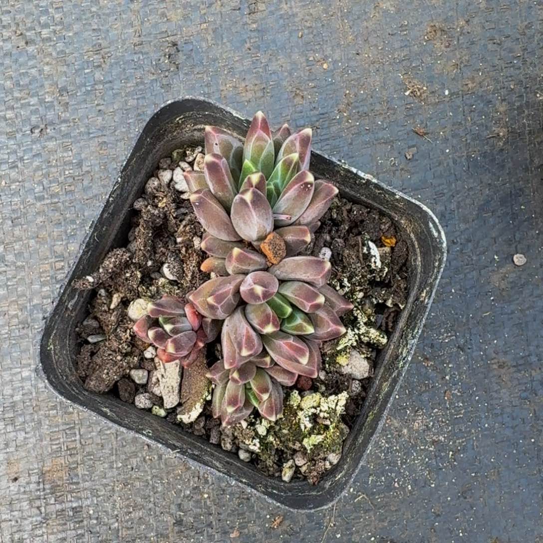 美女必备美人系多肉植物