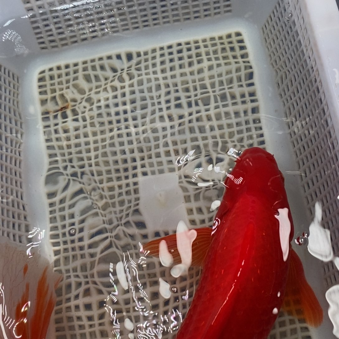 锦鲤冷水锦鲤包邮