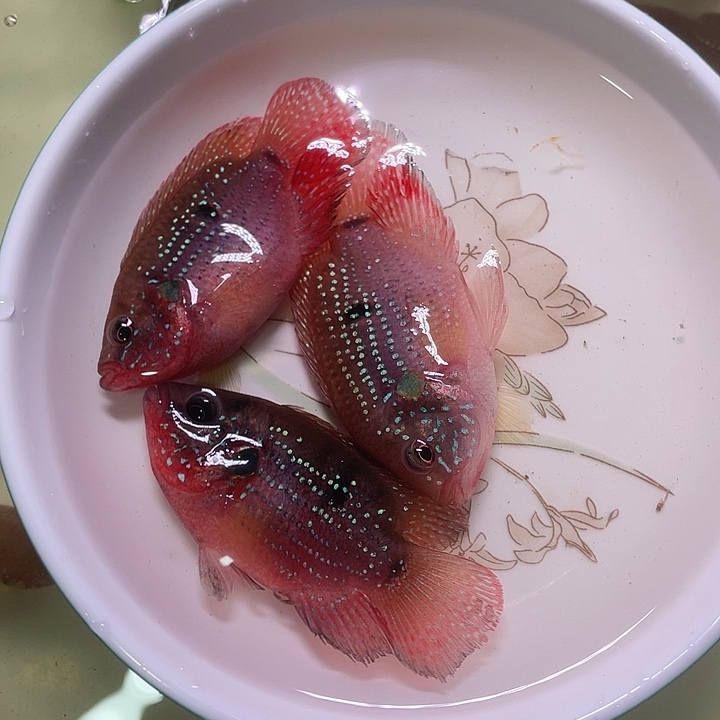 红宝石鱼红宝石2条备损1到手3