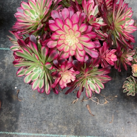 多肉植物铜壶白锦