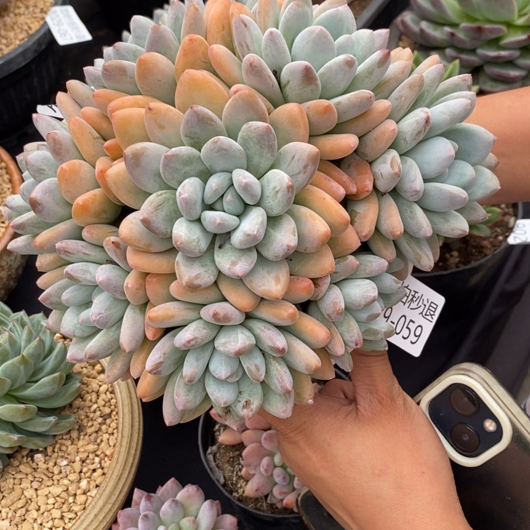 勿秒拍秒退 029-59香水