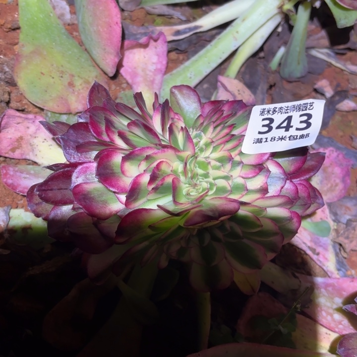 343荔枝缀化掌心多肉法师锦，