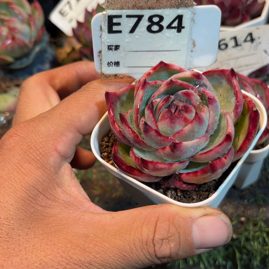 惊鸿一瞥784好多肉