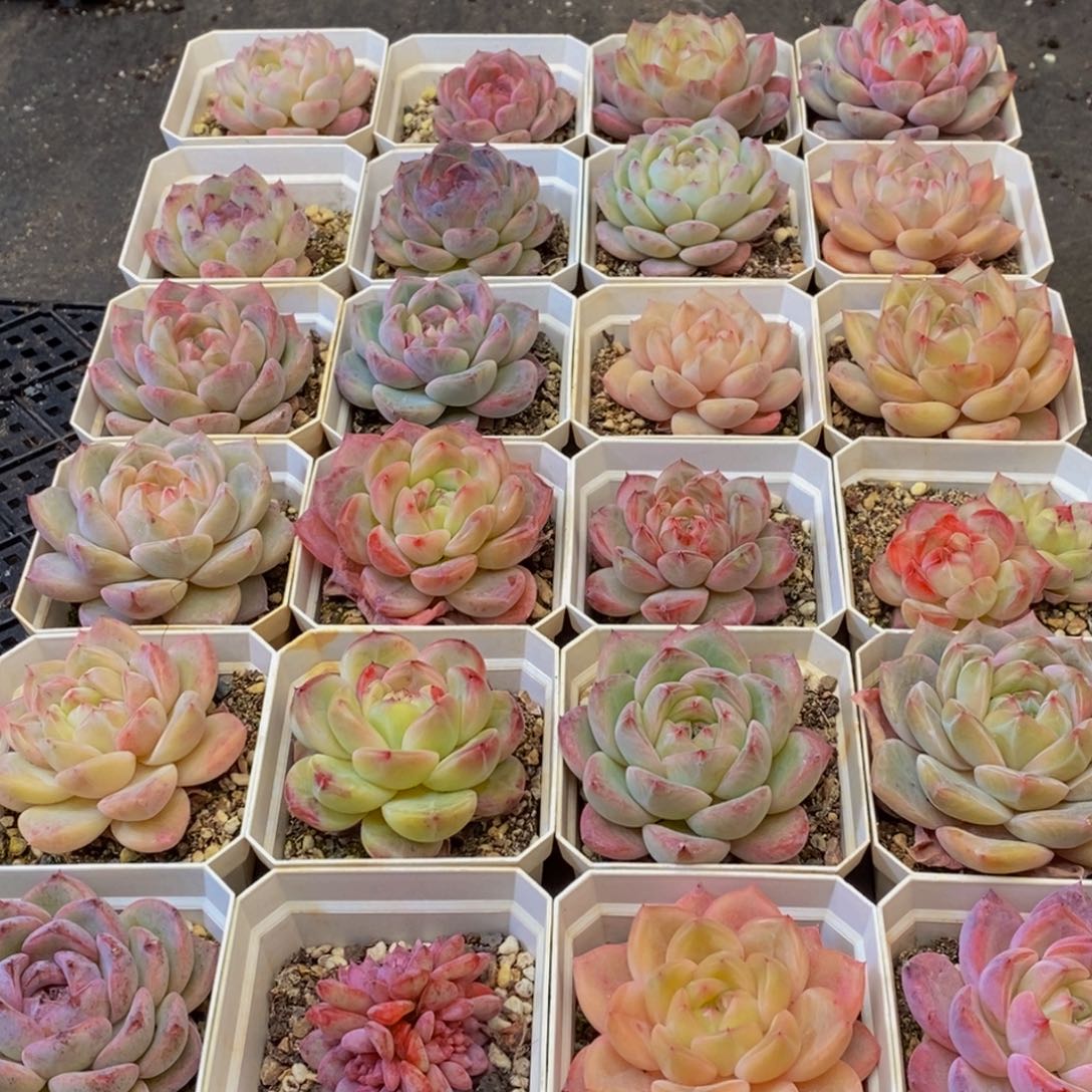 927多肉植物保护研究所所长的时间