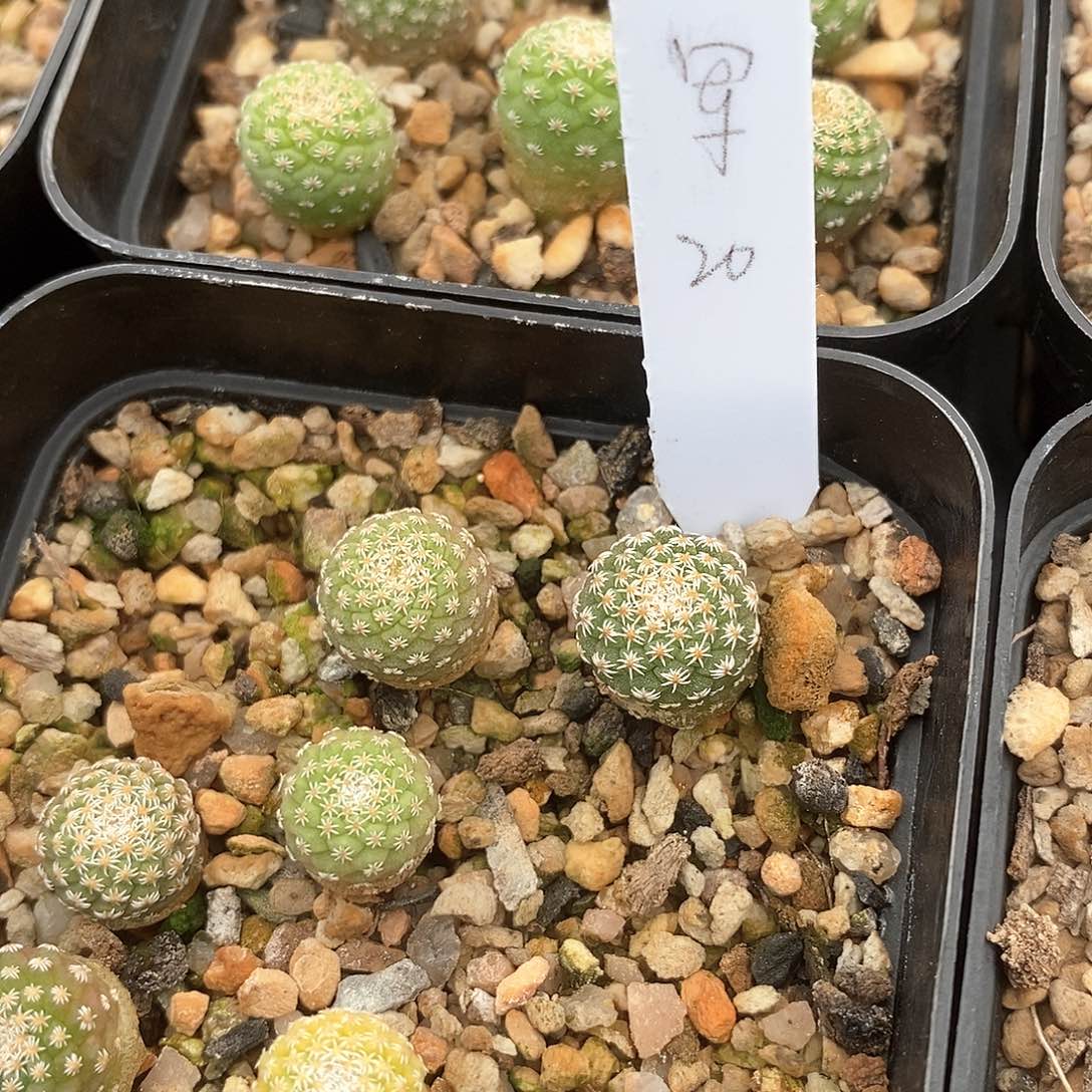 军土土土花花花花花花花花