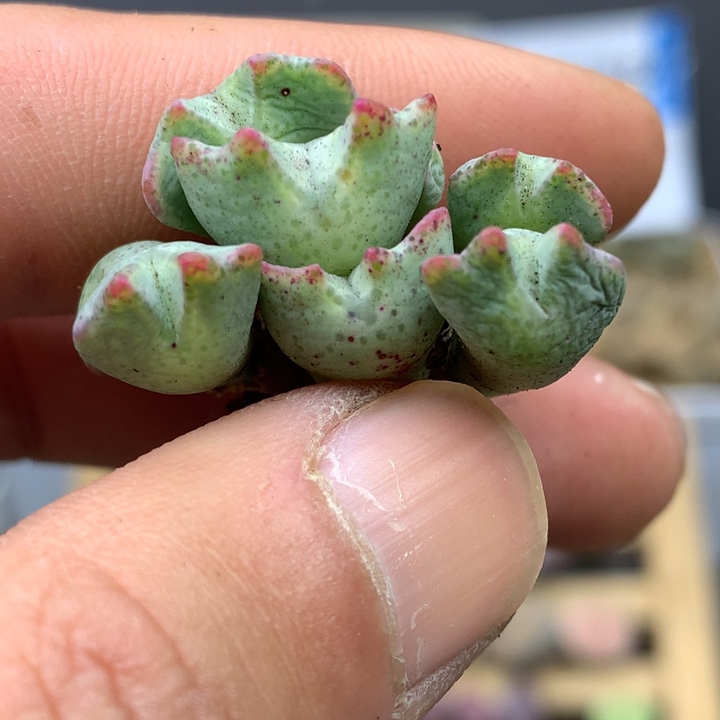 精品多肉植物大战僵尸先生