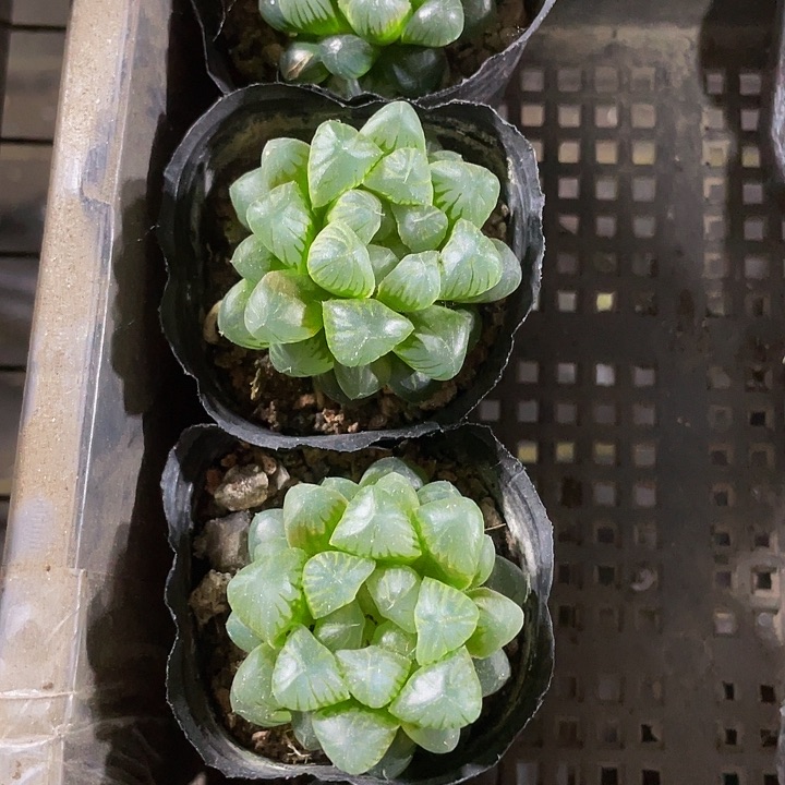 黑姬玉露带盆土发