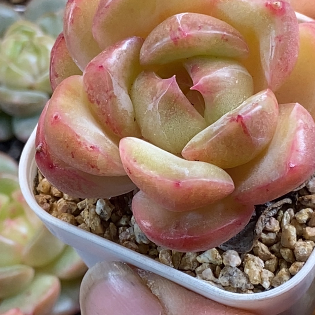 天官赐福百无禁忌