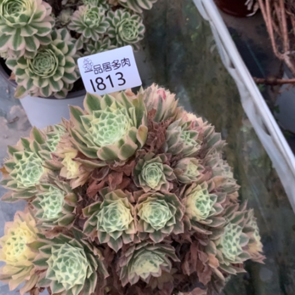 【闪购商品】千***园空调房西边碧玉813
