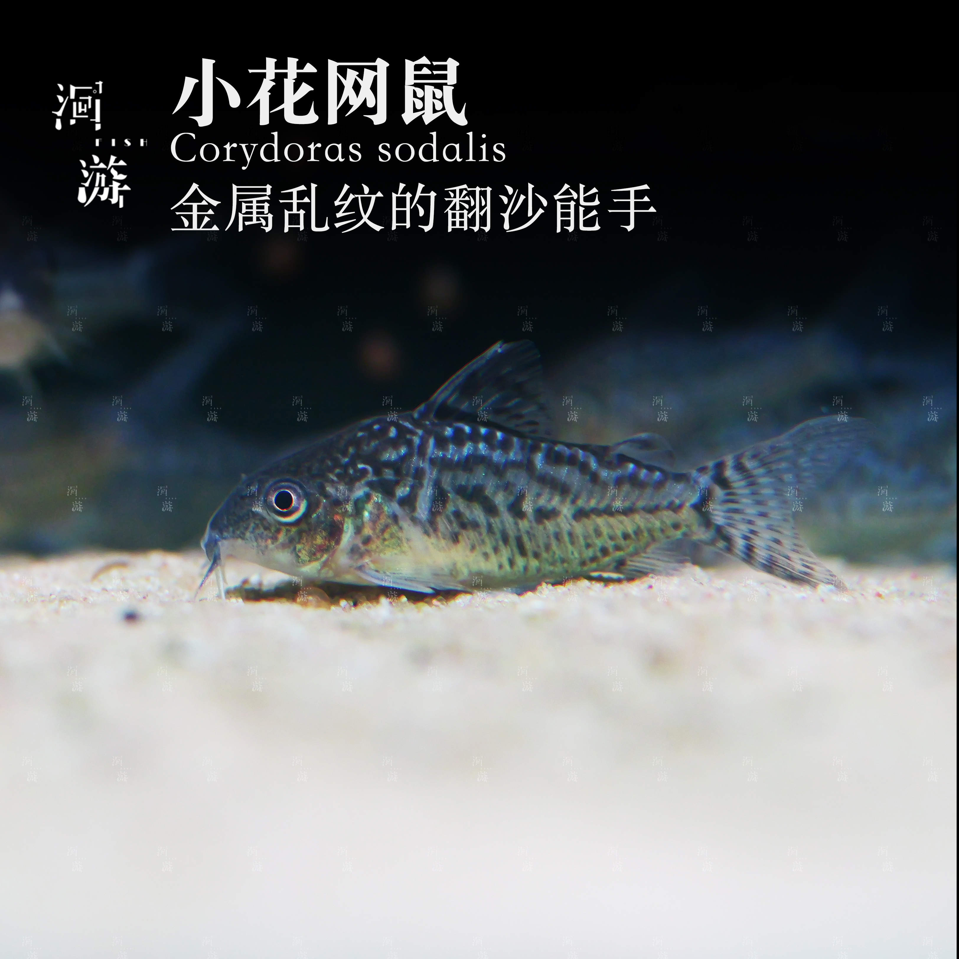 【洄游】小花网 鼠鱼南美热带观赏鱼小鱼混养/定水检疫/满200包邮