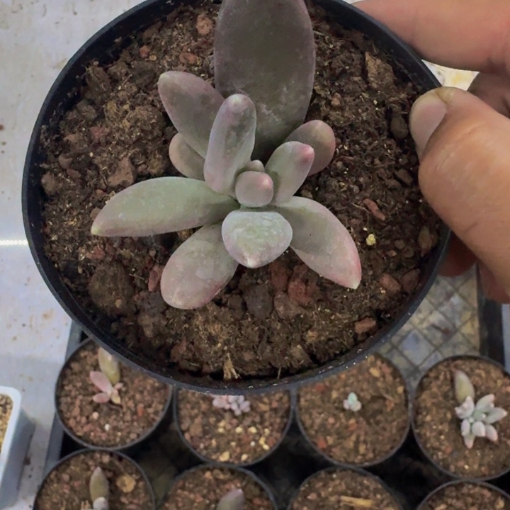 粒子星球 叶插 一物一拍