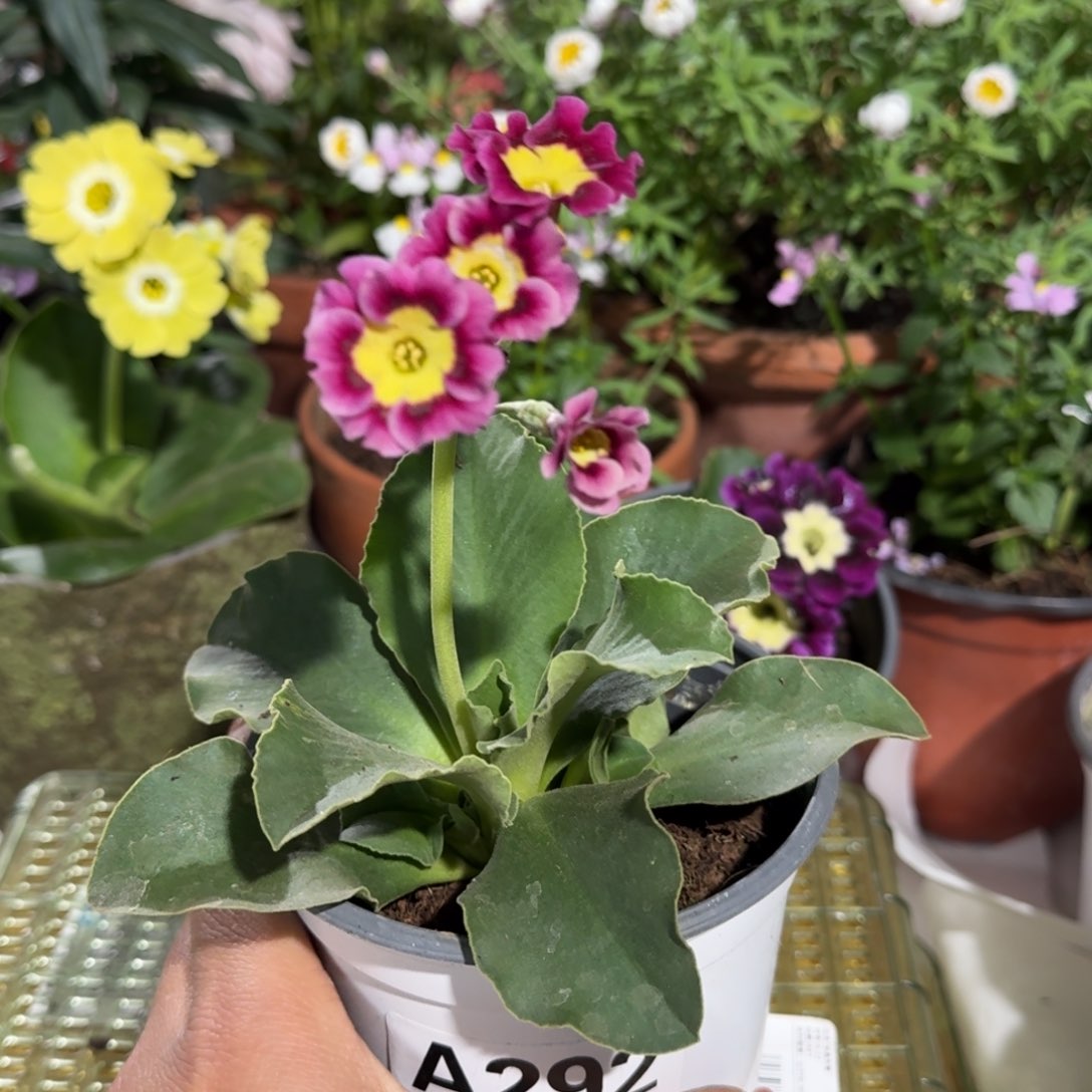 一物一拍耳叶报春A292