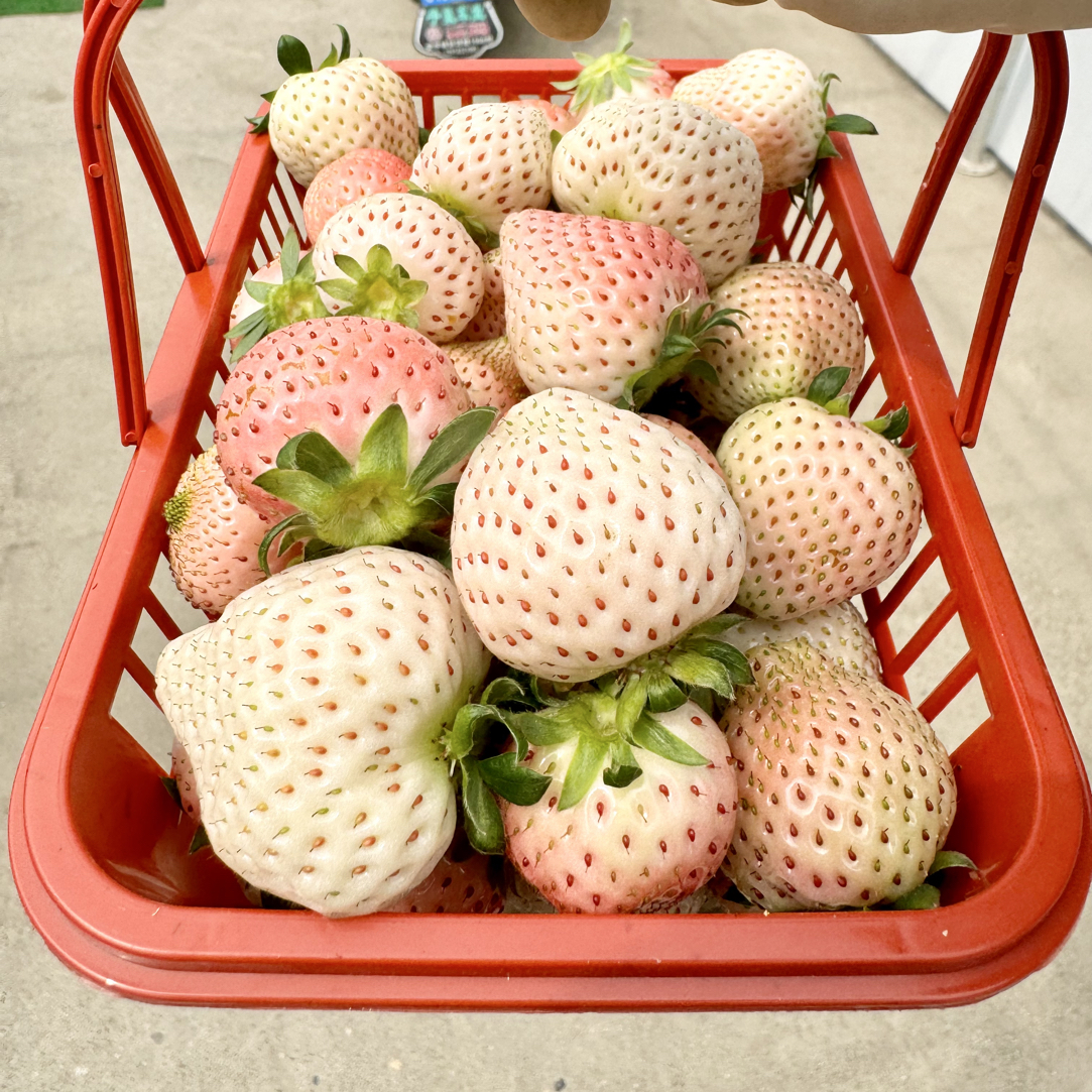 【白草莓】上海青浦白鹤头茬草莓